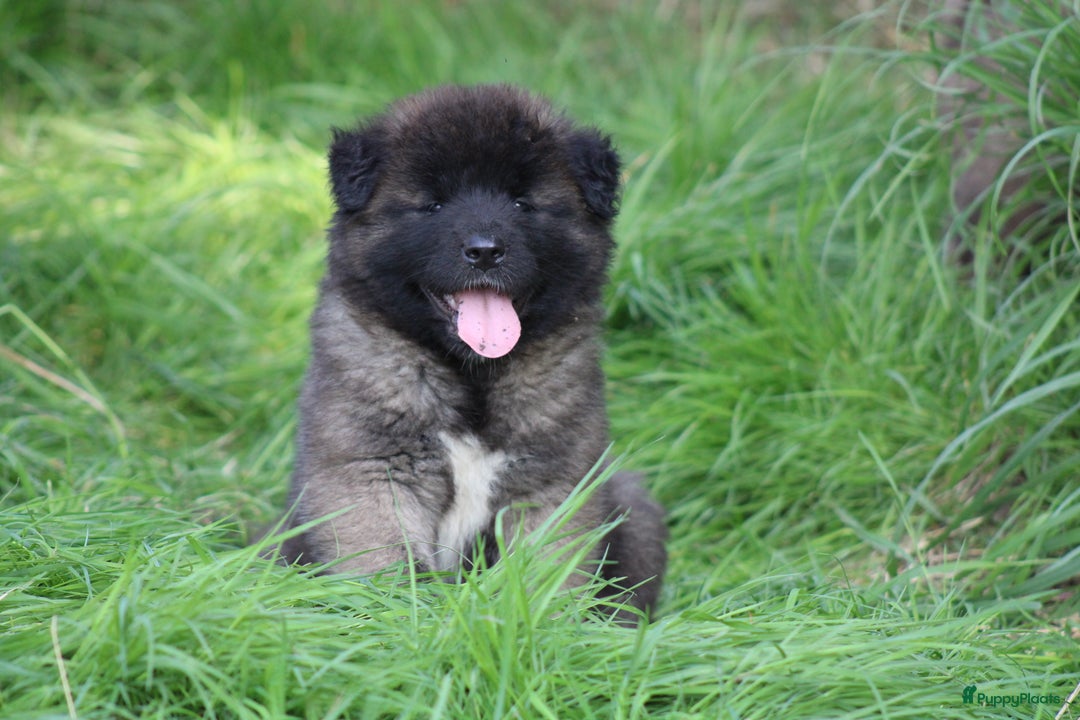 American Akita honden te koop: American Akita's Beschikbaar - Advertentie 3