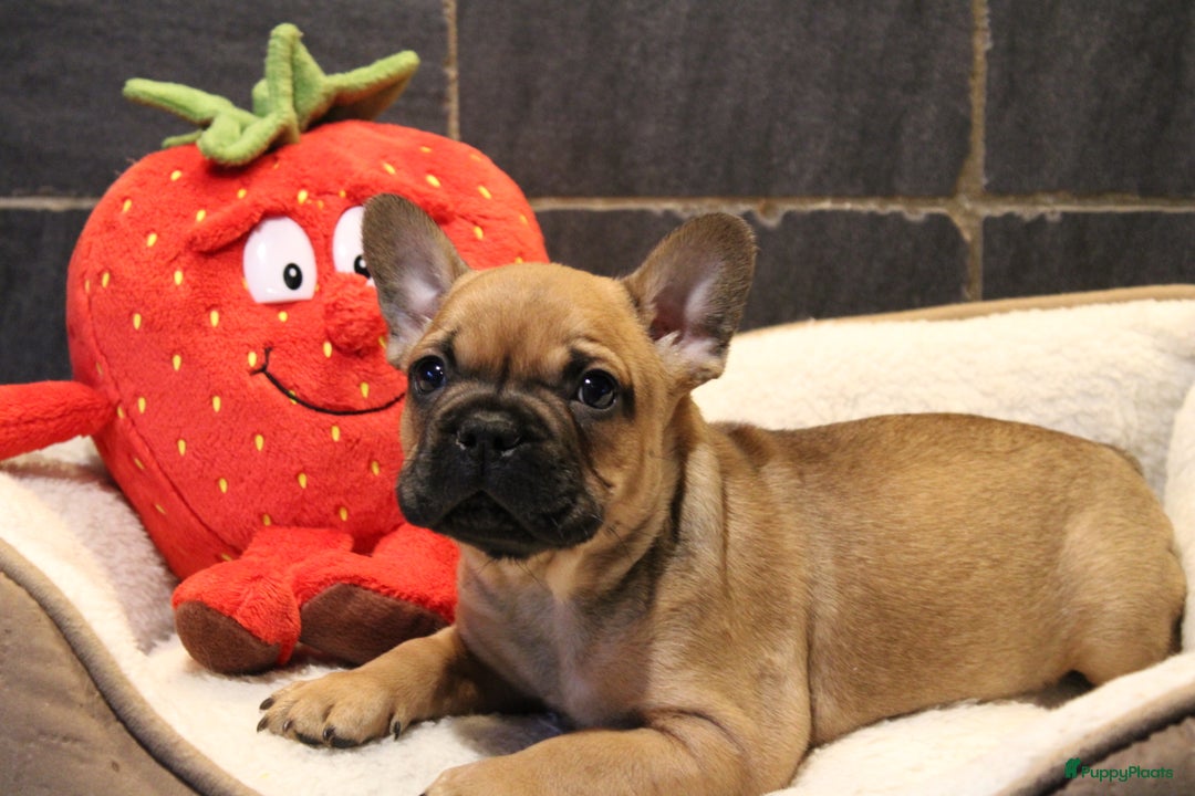 Franse Bulldog honden te koop: Franse Bulldog pups - Advertentie 1
