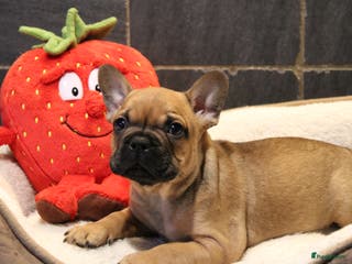 Franse Bulldog honden Franse Bulldog pups - Advertentie 1