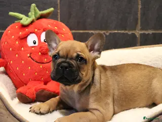 Franse Bulldog honden Franse Bulldog pups - Advertentie 5