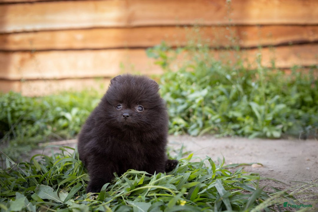 Pomeriaan honden te koop: Pomeranian pups met stamboom en geteste ouders  - Afbeelding 6