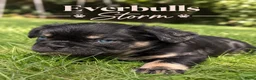 Franse Bulldog honden te koop: Franse Bulldog pups! Uniek dna+ arfe stamboom - Advertentie 25