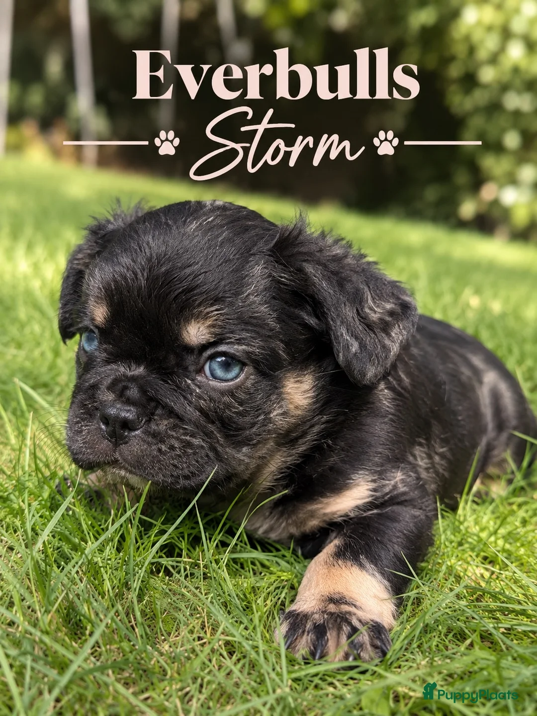 Franse Bulldog honden te koop: Franse Bulldog pups! Uniek dna+ arfe stamboom - Advertentie 25