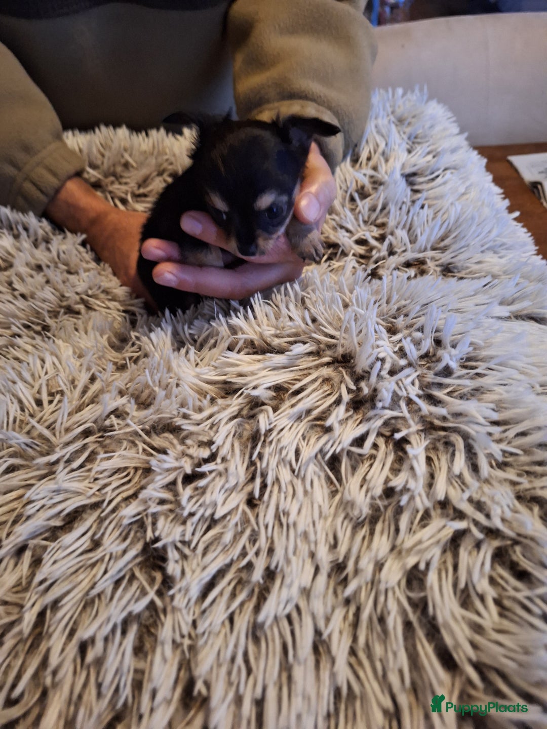 Chihuahua honden te koop: Raszuivere langharige chihuahua pupjes  - Advertentie 2