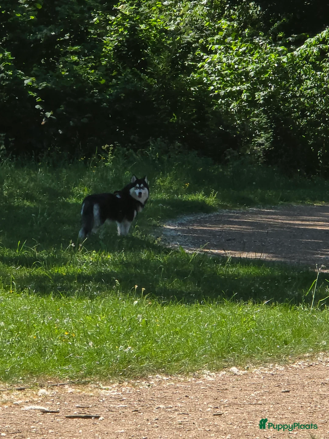 Pomsky honden te koop: Pomsky puppy's  met Husky looks - Advertentie 9