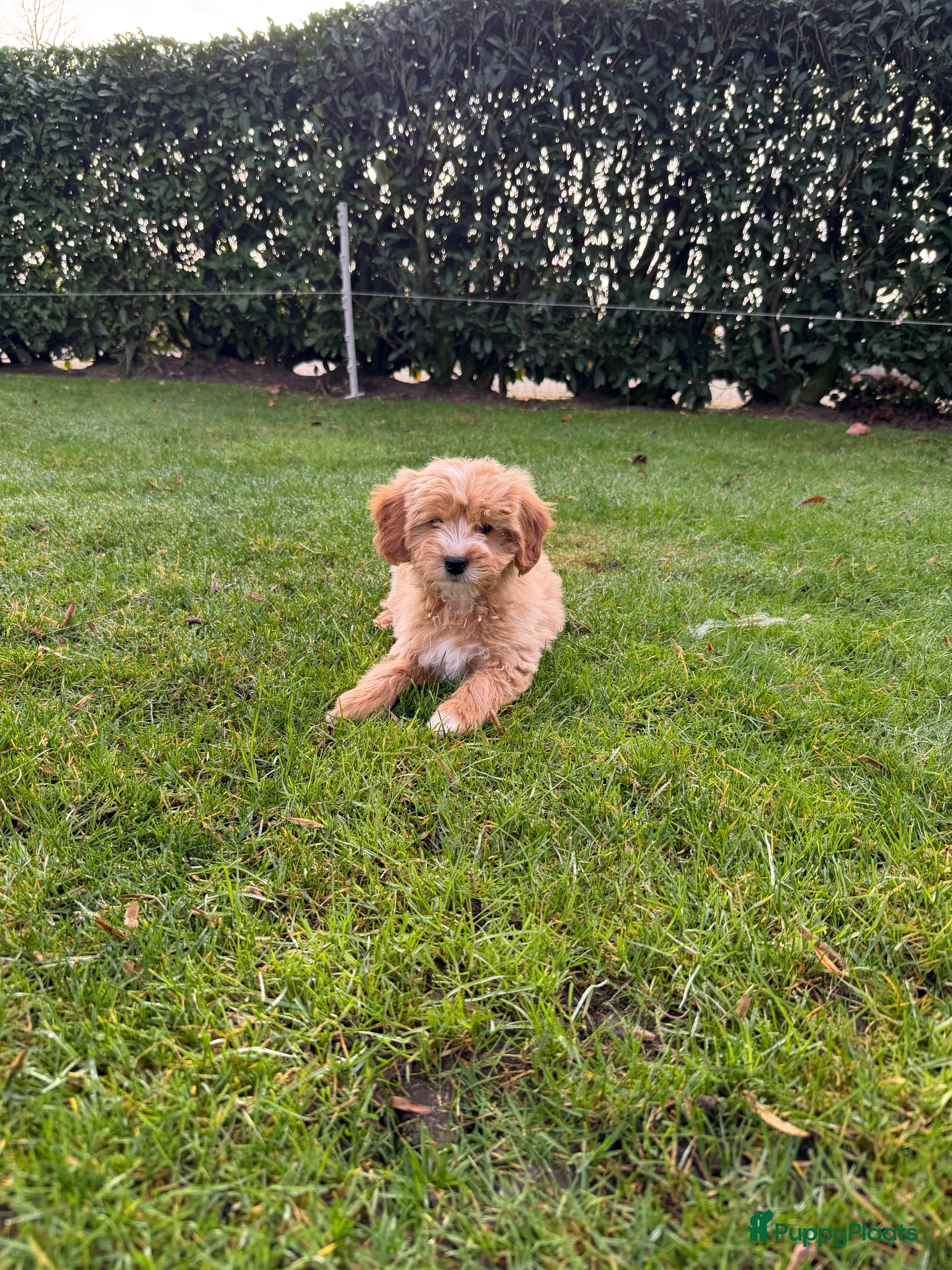 Maltipoo honden Maltipoo (Maltezer x Toy Poedel pups) - Advertentie 4