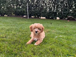 Maltipoo honden Maltipoo (Maltezer x Toy Poedel pups) - Advertentie 4