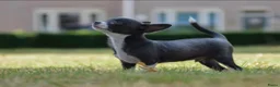 Chihuahua honden ter dekking: Ervaren blauw/grijze kleine chihuahua dekreu - Advertentie 5