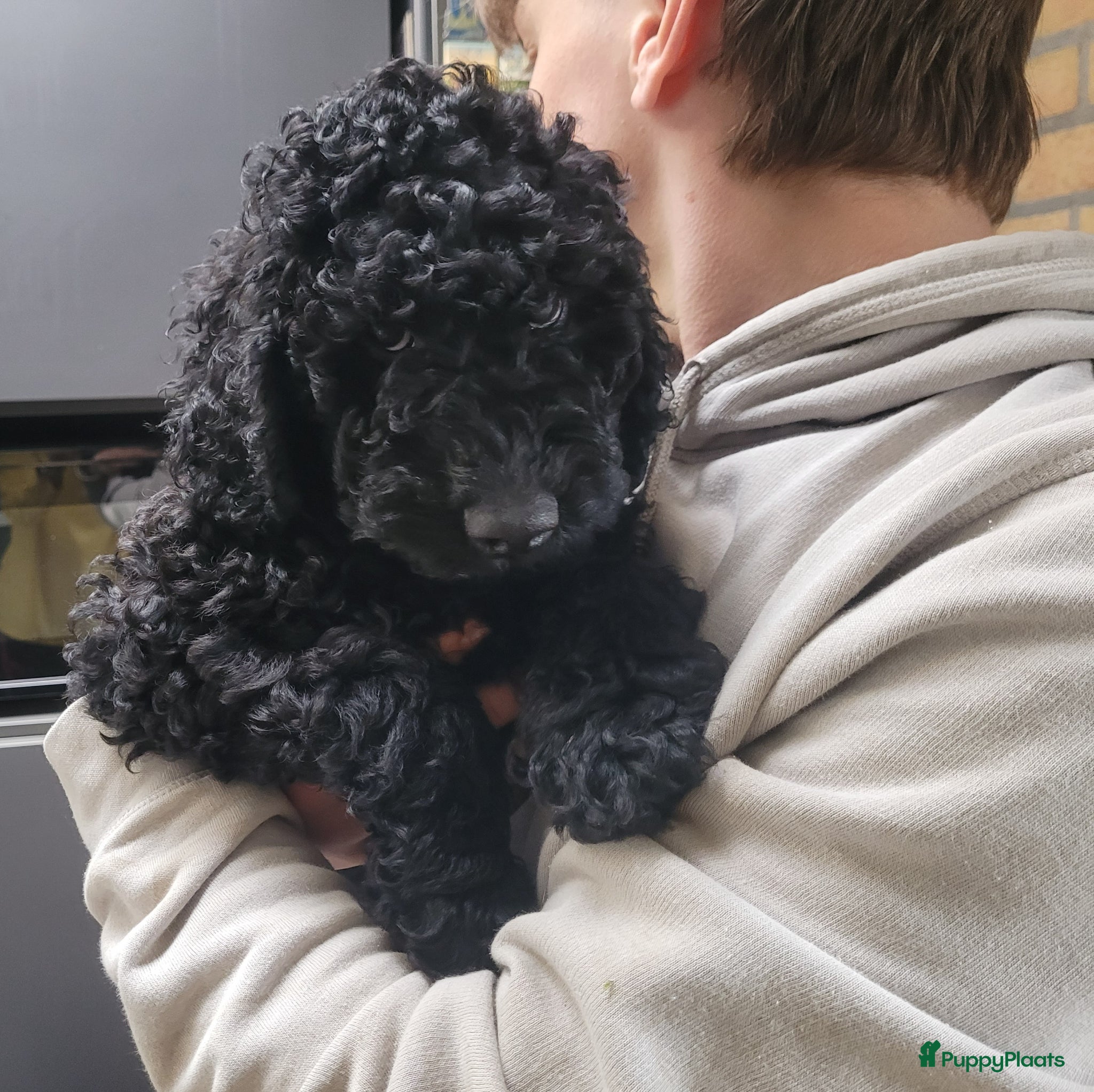 Australian Labradoodle honden Een prachtige Australian Labradoodle 🐶 teefje ❤️ - Advertentie 1