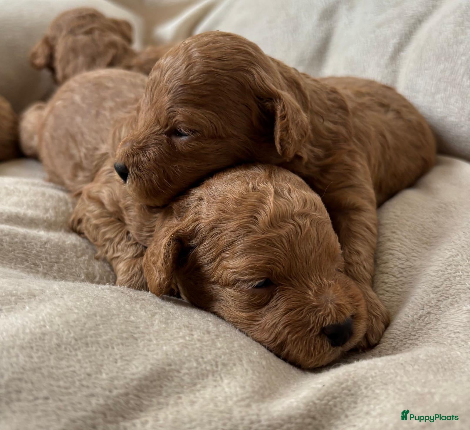 Poedel Toy honden Toy poedel pups zoeken een thuis - Advertentie 4