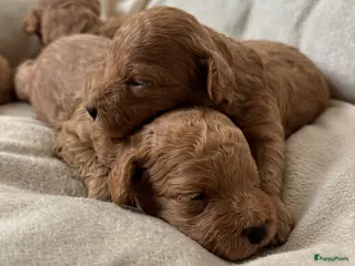 Poedel Toy honden Toy poedel pups zoeken een thuis - Advertentie 4