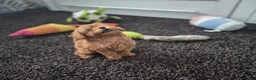 Poedel Toy honden te koop: Ieniemienie teefje 🌸💜 - Advertentie 5