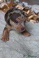 Amerikaanse Bully Puppy 1