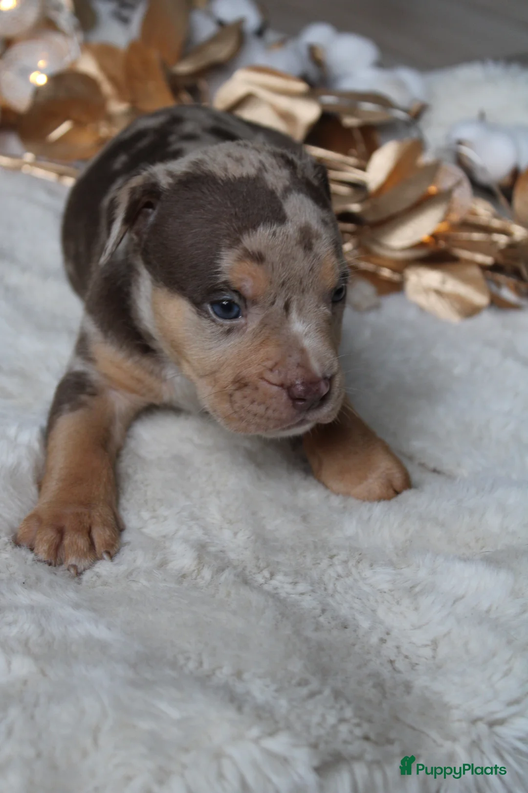 Amerikaanse Bully honden te koop: American Bully pups Abkc België  - Advertentie 13