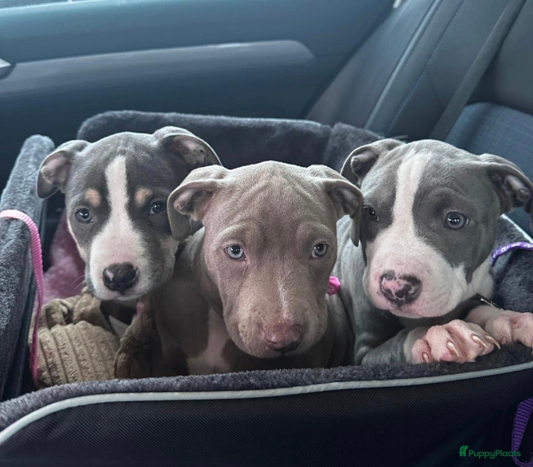 American Staffordshire Terriër honden American staffordshire terrier pups - Advertentie 1