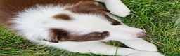 Border Collie honden te koop: Nog 2 mooie border collie dametjes - Advertentie 7