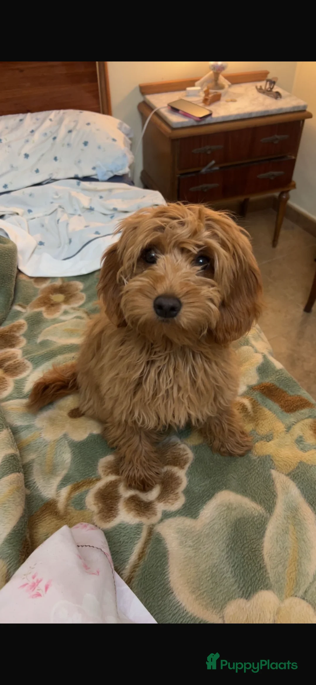 Goldendoodle honden te koop: Prachtige goldendoodle mini s  - Advertentie 21