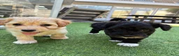 Maltipoo honden te koop: Maltipoo pups - Advertentie 6