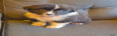 Australian Shepherd 1