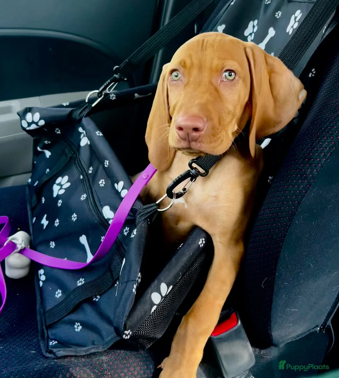 Vizsla korthaar honden te koop: Vizsla pups - Advertentie 2