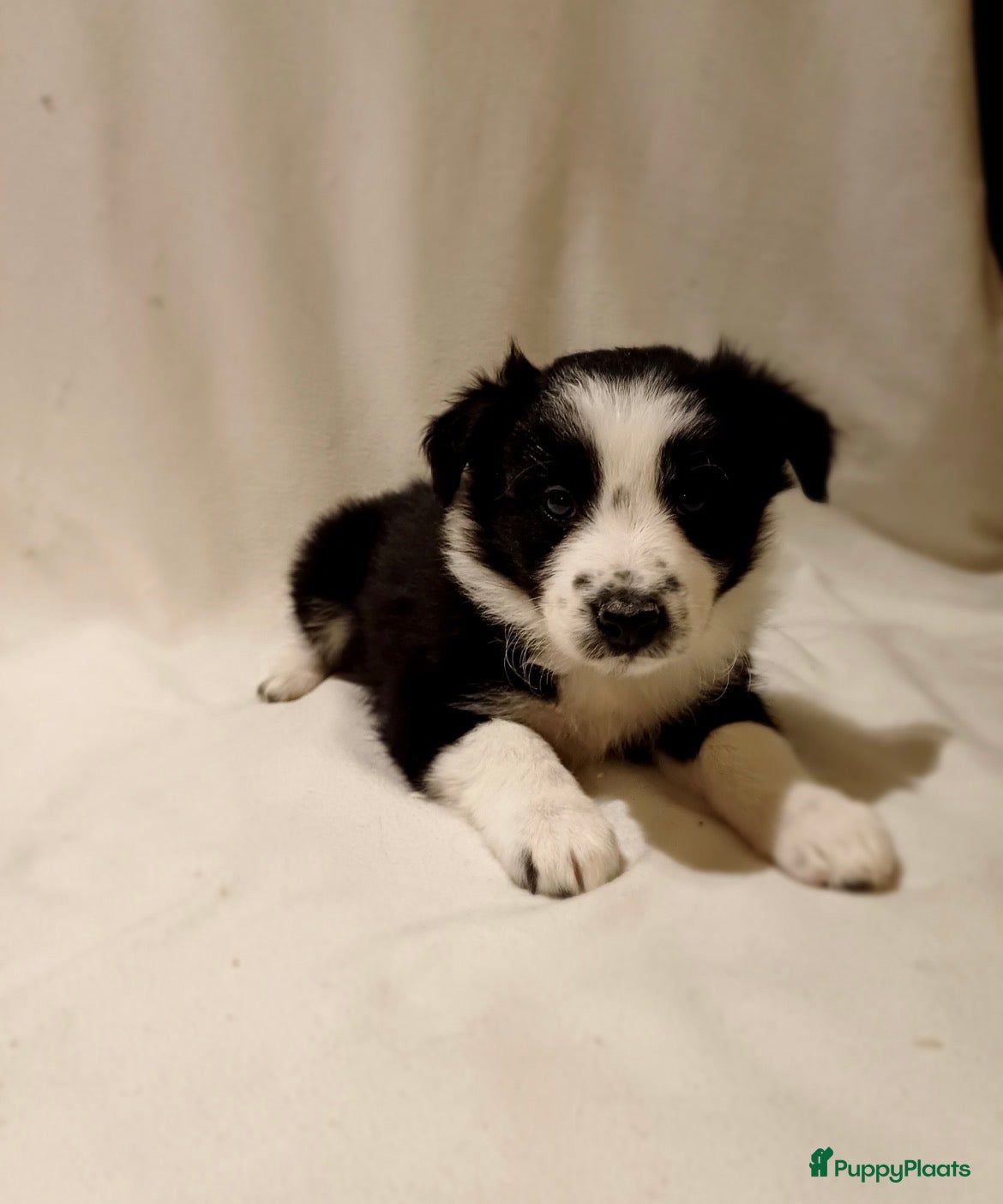 Border Collie honden Border Collie pups  - Advertentie 1