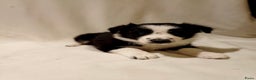 Border Collie honden te koop: Border Collie pups  - Advertentie 1