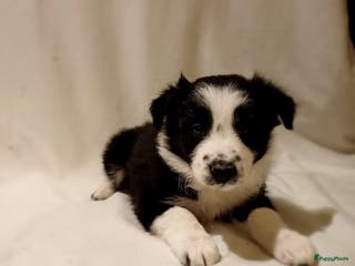 Border Collie honden Border Collie pups - Advertentie 3