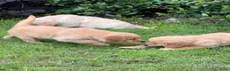 Golden Retriever honden te koop: 3 prachtige golden retriever teefjes oudersgetest  - Advertentie 8