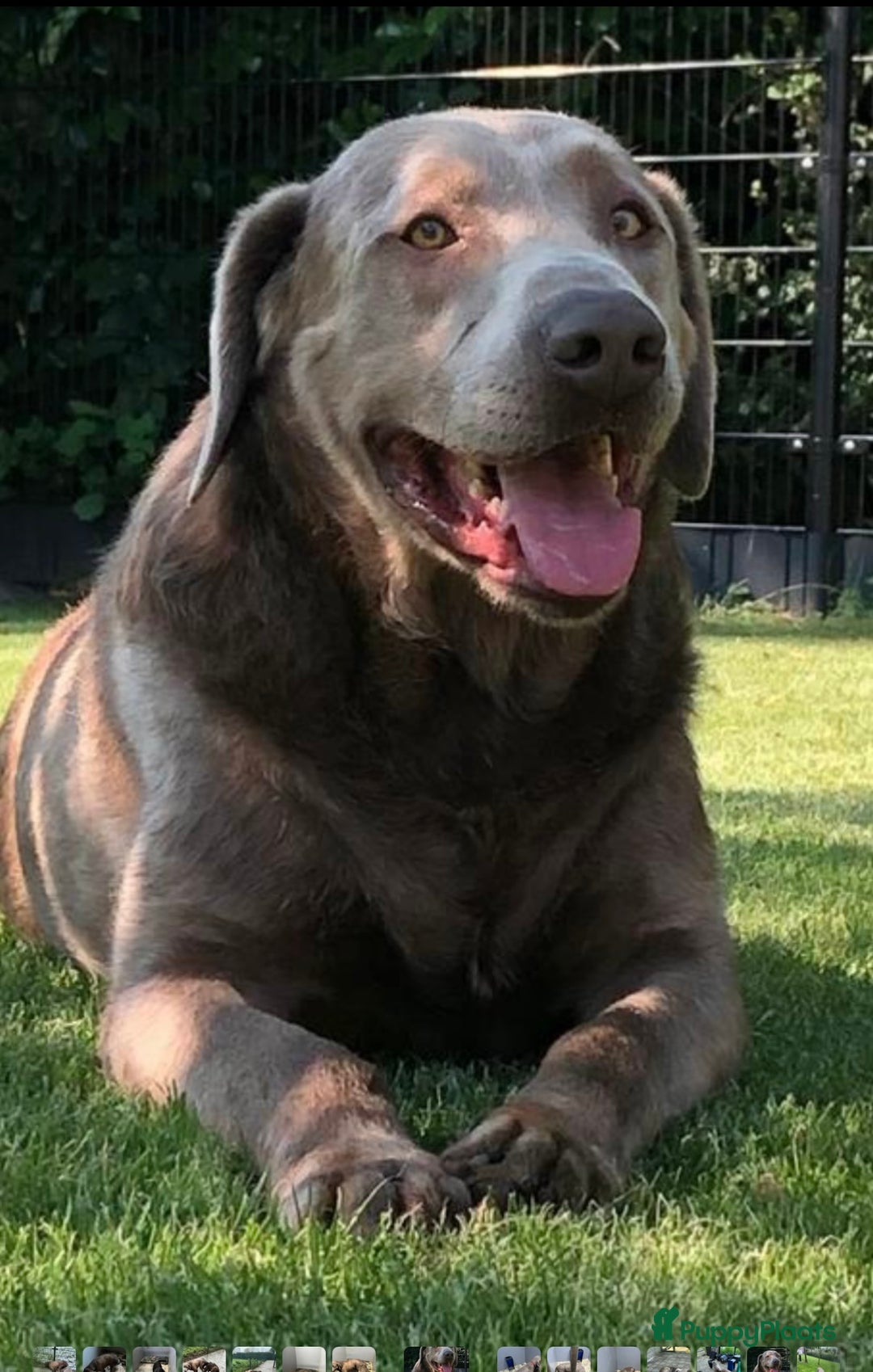 Kruising honden te koop: Labmaraner pups - Advertentie 4