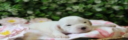 Tibetaanse Terriër honden te koop: Tibetaanse terrier pups  - Advertentie 3