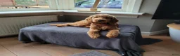 Kruising honden te koop: Prachtige labradoodles/goldendoodle pups - Advertentie 9