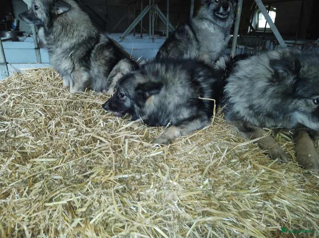 Keeshond honden te koop: Keeshond wolfsgrauw. Grijs. Blauw. - Advertentie 21