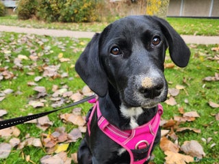 Kruising honden Lieve Goldmation van 5 maanden - Advertentie 1