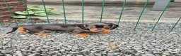 Teckel (korthaar)  honden te koop: Dwerg teckel pups - Advertentie 10