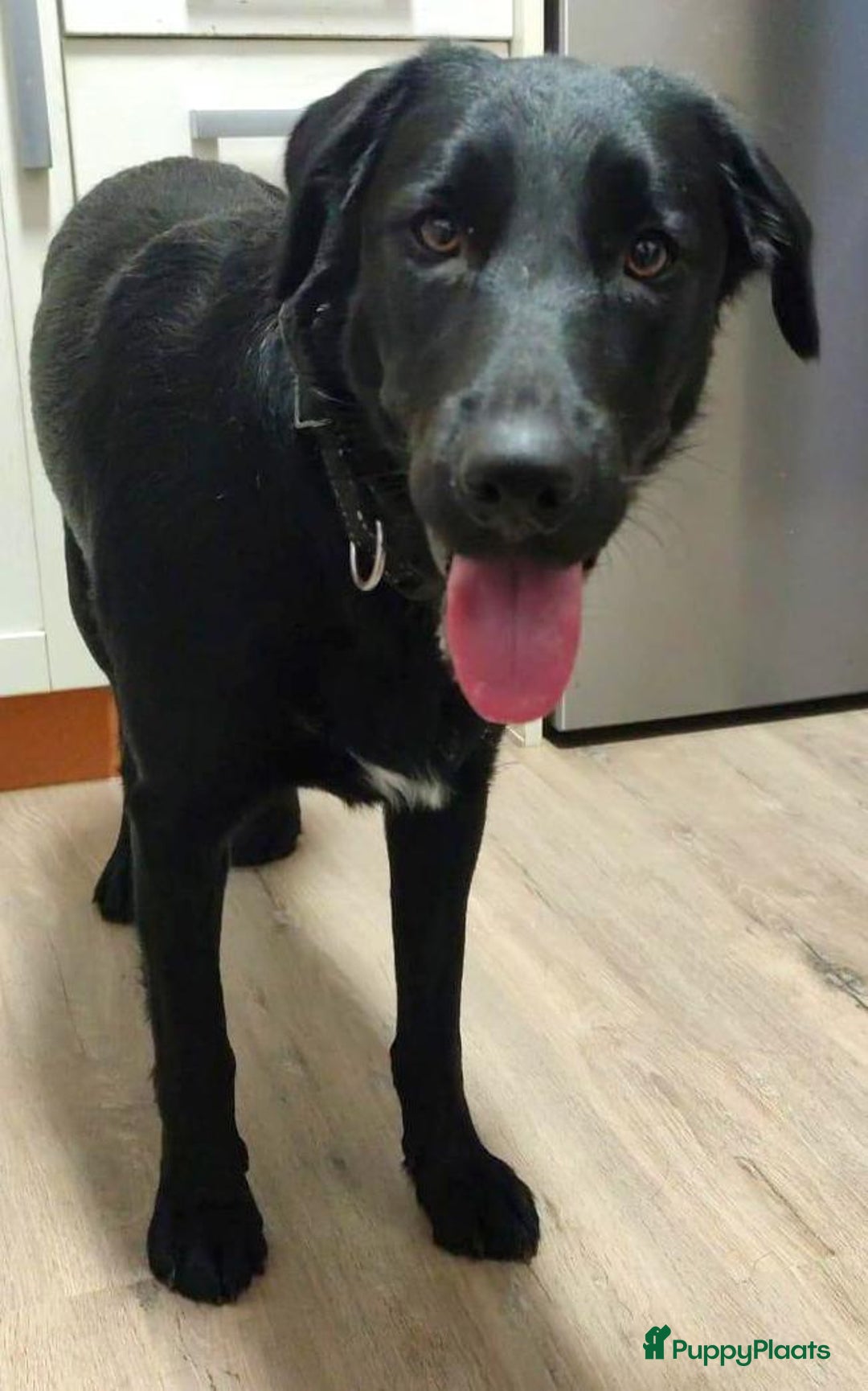 Labrador Retriever honden ter adoptie: lulu en maya twee labrador x  zoeken een en vriend - Afbeelding 9