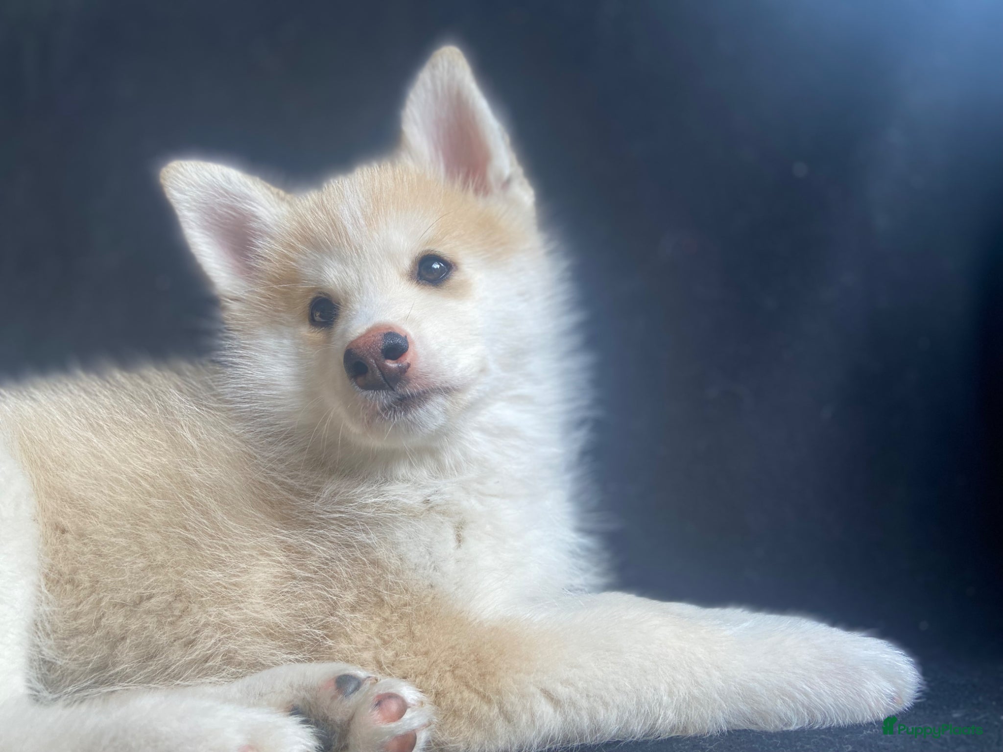 Pomsky honden Lieve crème-witte pomsky pup - Advertentie 1