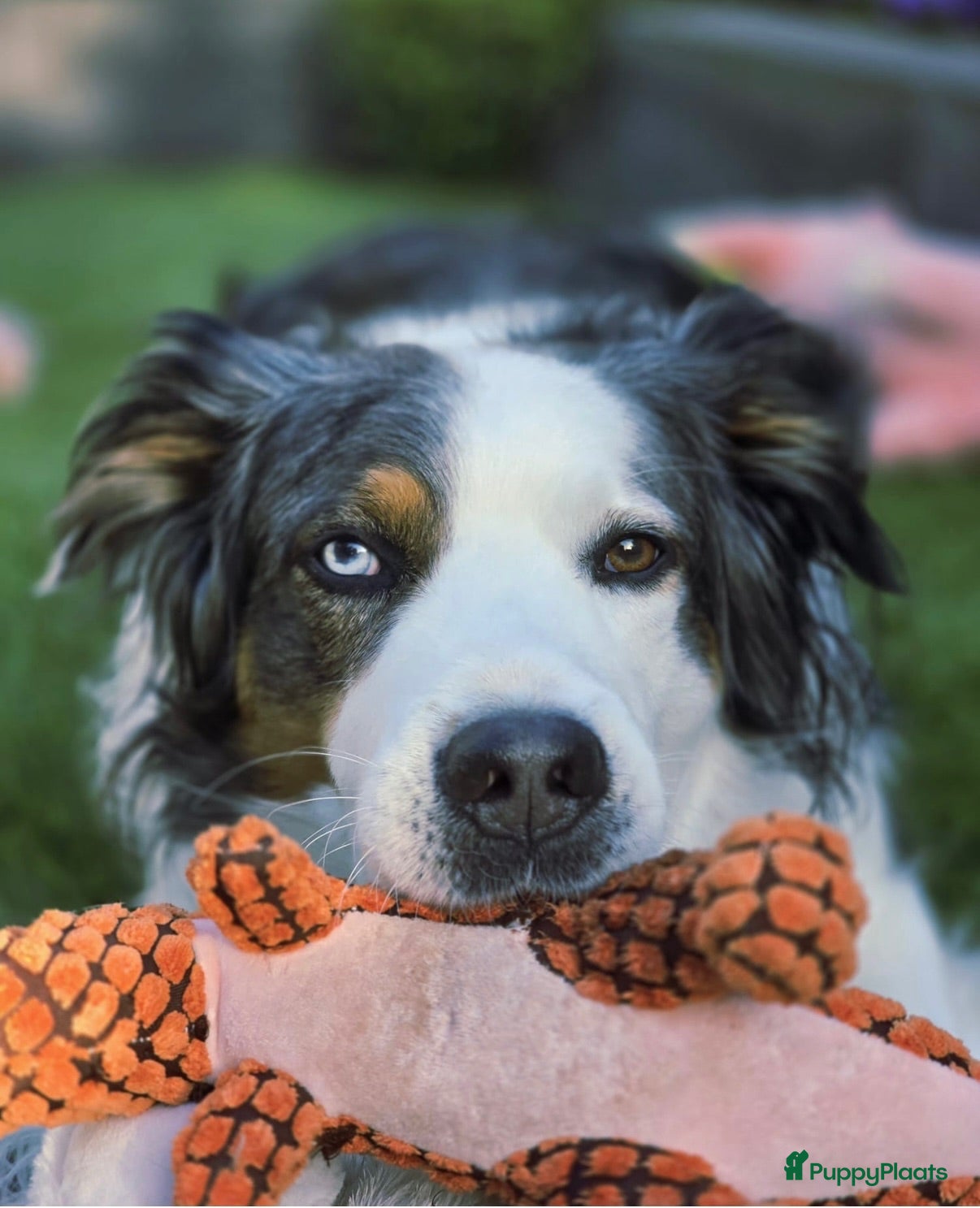 Australian Shepherd honden Dekreu Australian Shepherd blue merle - Advertentie 2