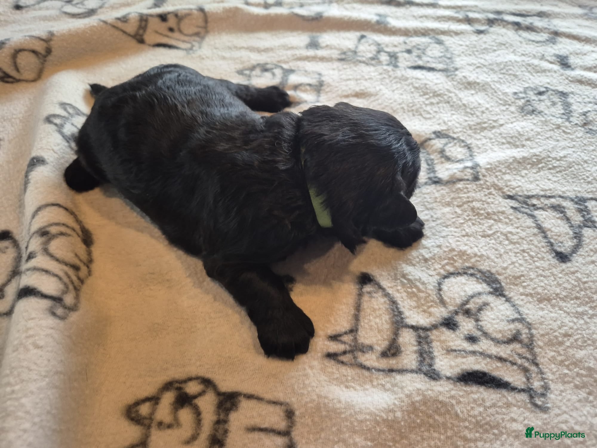 Bouvier des Flandres Puppy 3