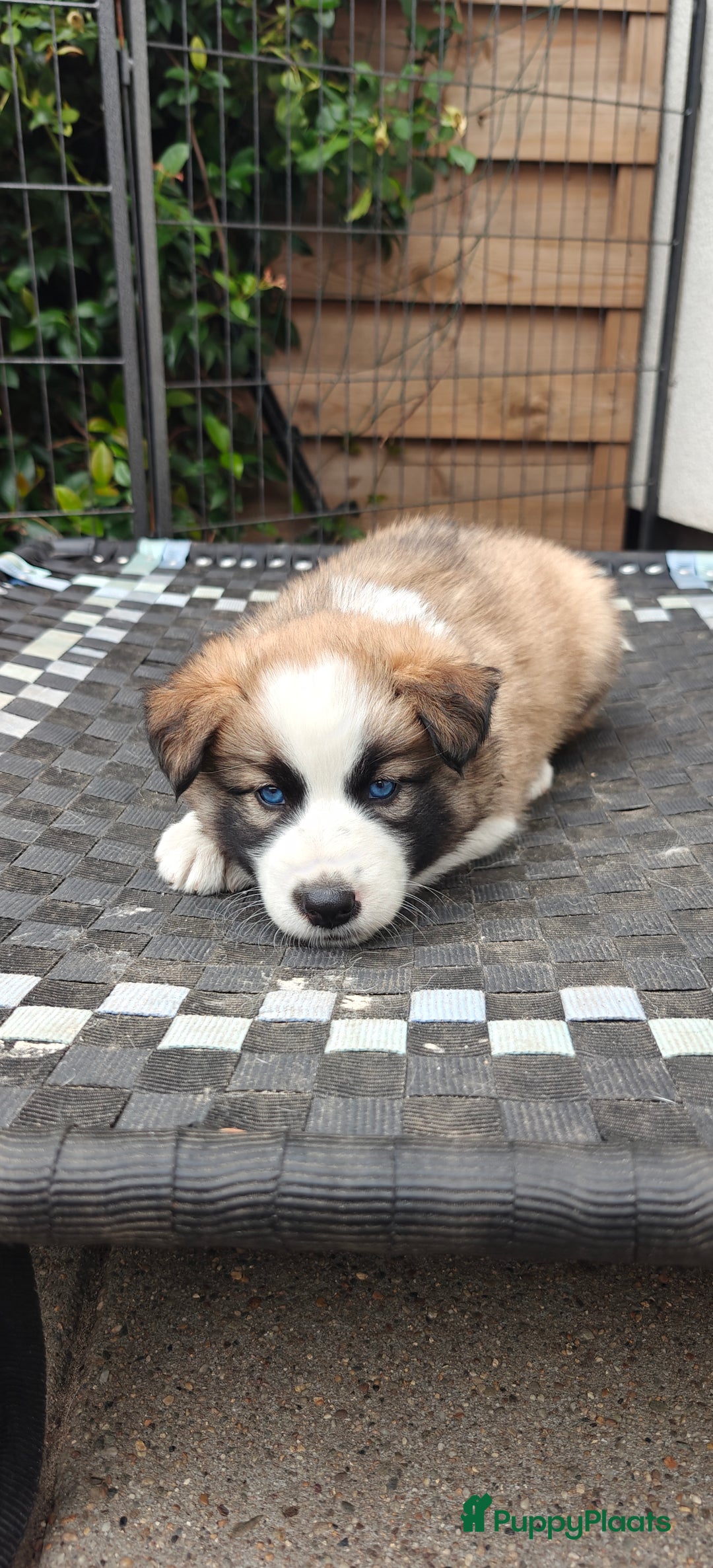 Kruising honden te koop: Borsky pup, Husky x Border Collie - Afbeelding 9