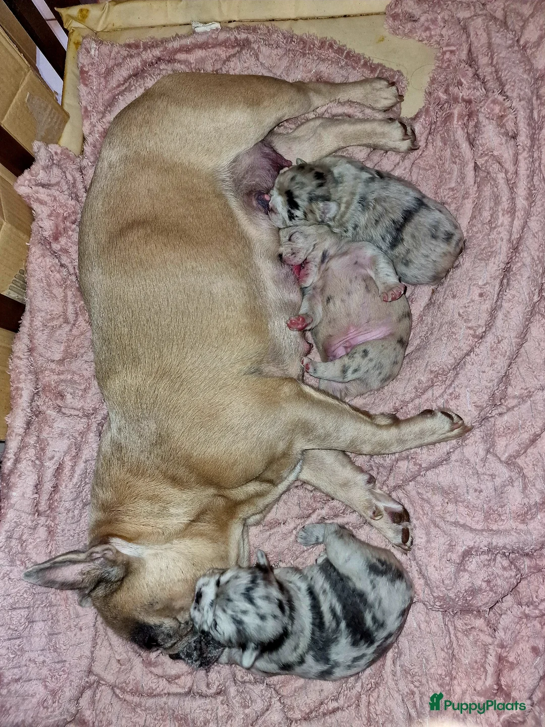 Franse Bulldog honden te koop: Franse bulldogs  - Advertentie 8
