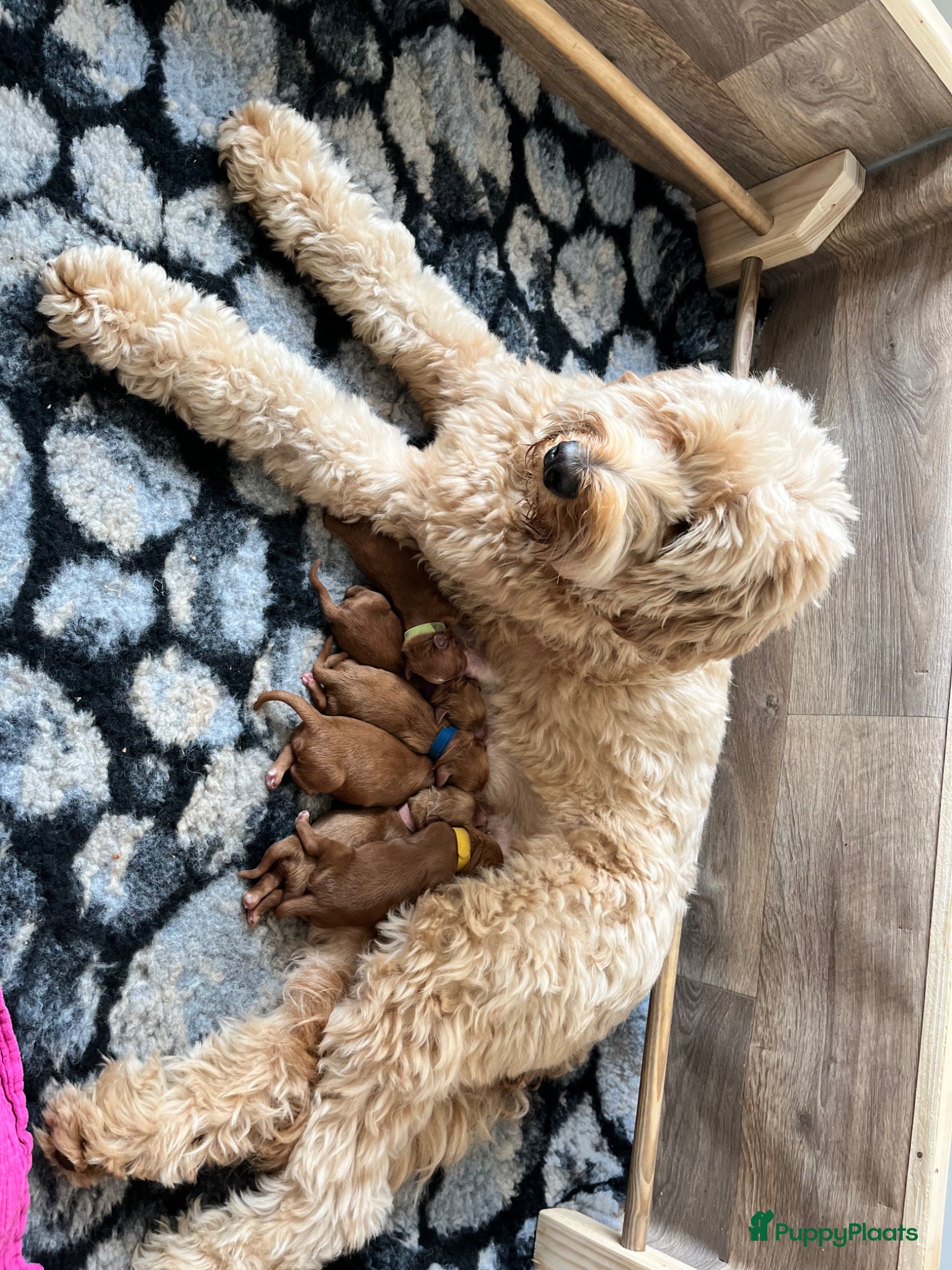 Australian Labradoodle honden te koop: Australian labradoodle pups - Advertentie 2