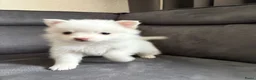 Pomsky honden te koop: Pomeriaan pomsky pups - Advertentie 8