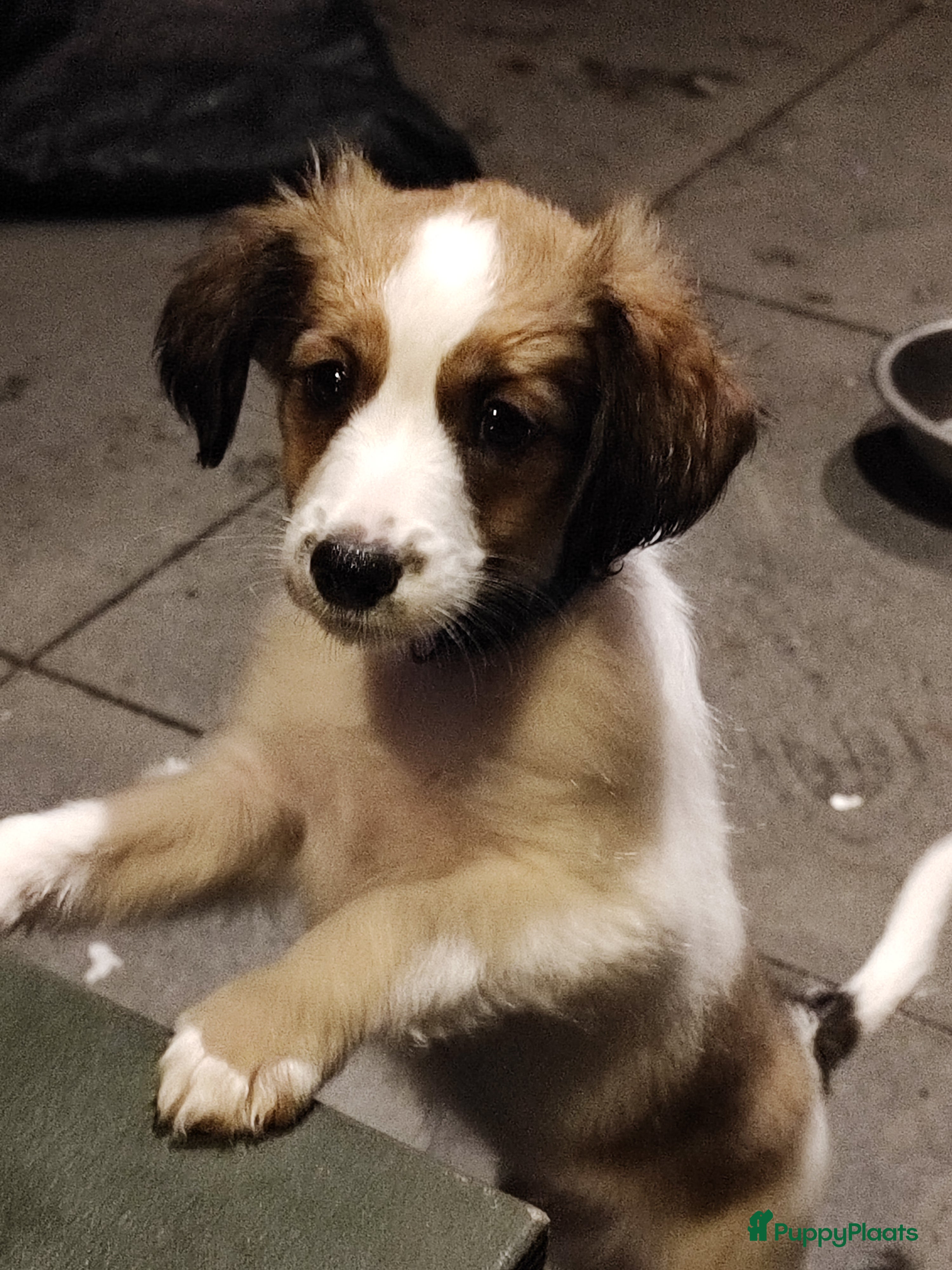 Kooikerhondje honden 9 week oude kooikerpups op zoek naar warm thuis. - Advertentie 9