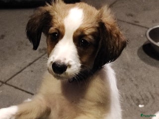 Kooikerhondje honden 9 week oude kooikerpups op zoek naar warm thuis. - Advertentie 6