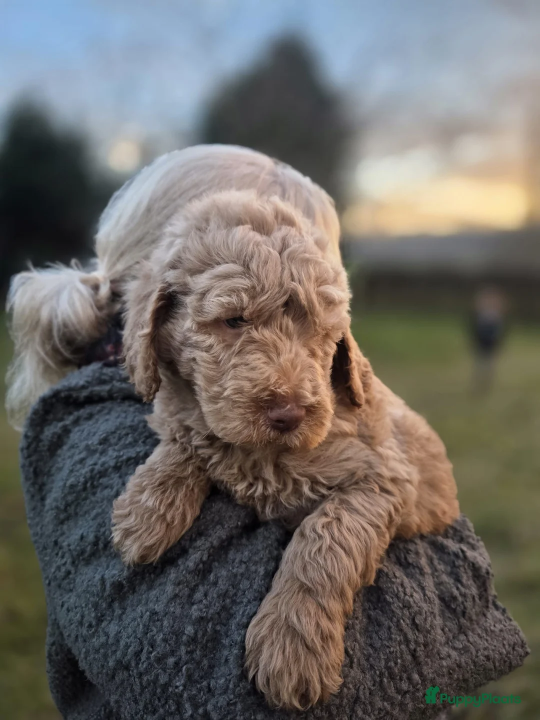 Labradoodle honden te koop: Labradoodle pups - Advertentie 2