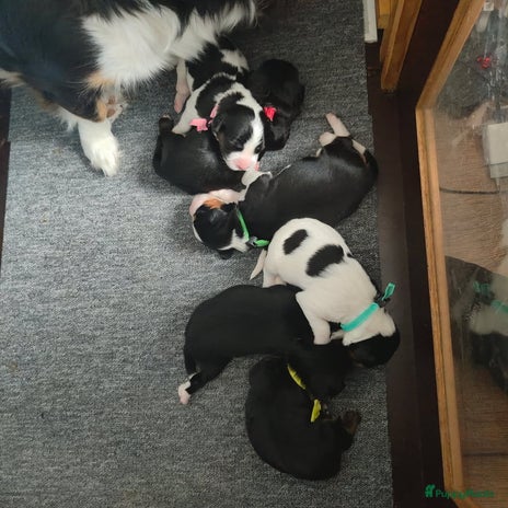 Kruising honden - Advertentie 16