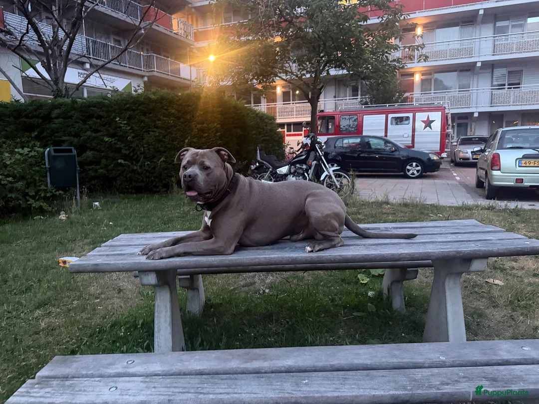 Pitbull Terriër honden ter dekking: Dekreu A.B.A King ice  in Leiden - Advertentie 2