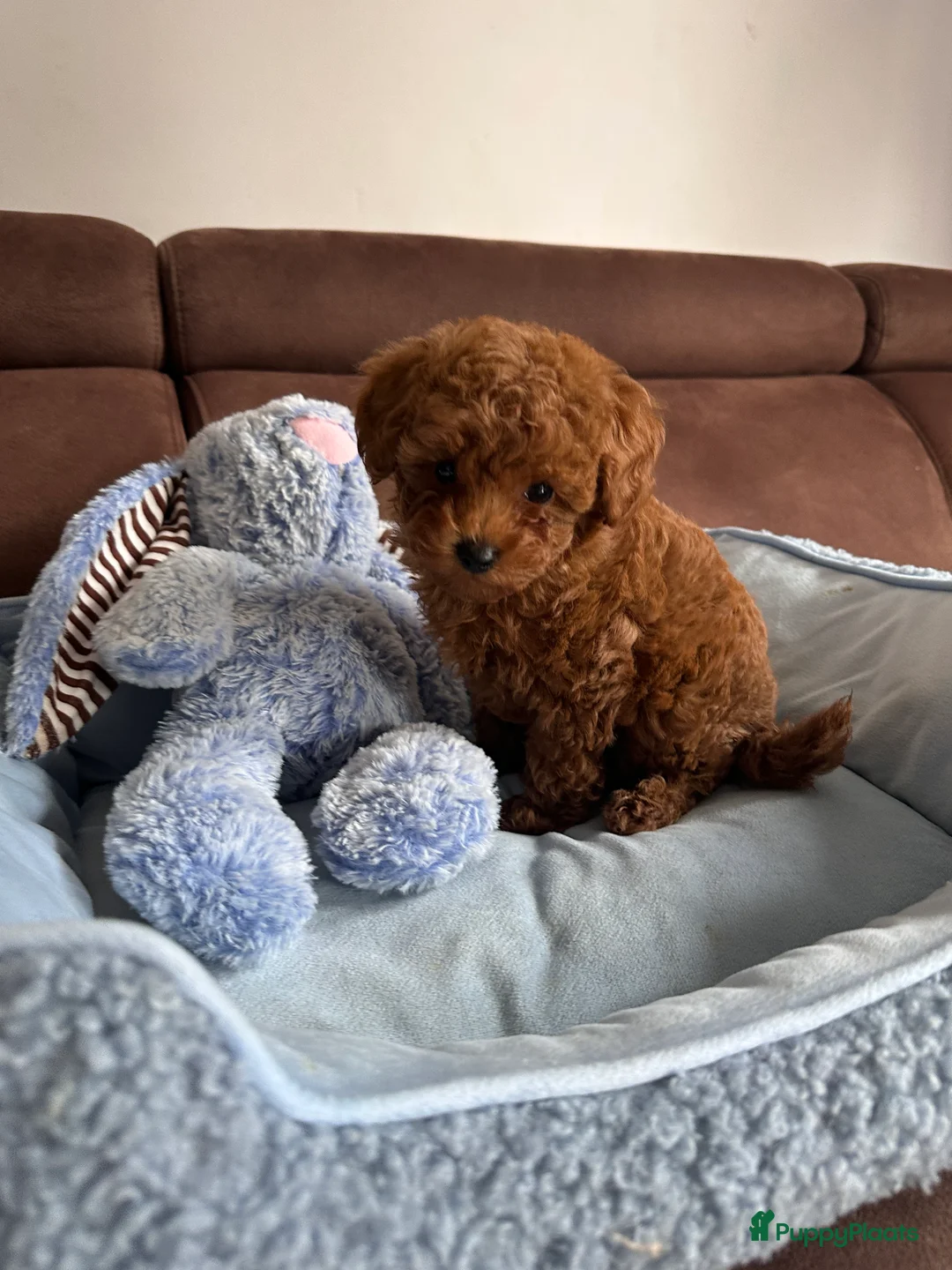 Poedel Toy honden te koop: Toypoedel puppy’s – liefdevolle gezinnen gezocht - Advertentie 10
