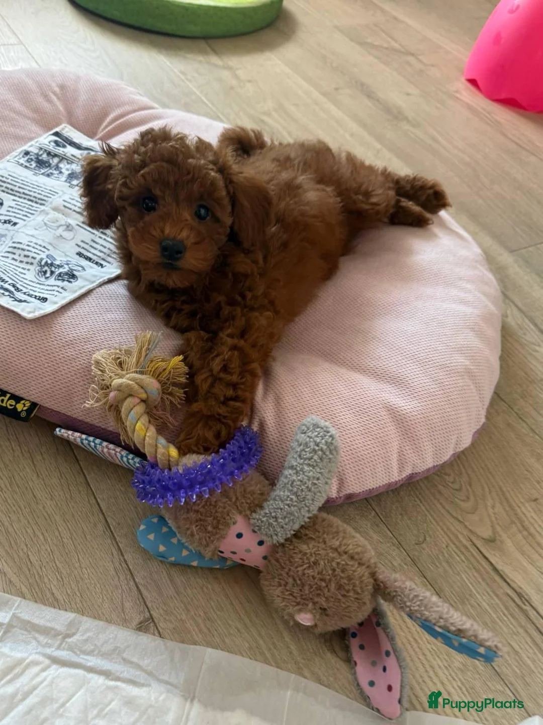 Poedel Toy honden te koop: Toy Poedel pups - Advertentie 4