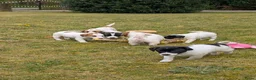 Jack Russel Terriër honden te koop: Lieve Jack Russell pups met stamboom  - Advertentie 13